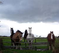 storm clouds horses 200 3