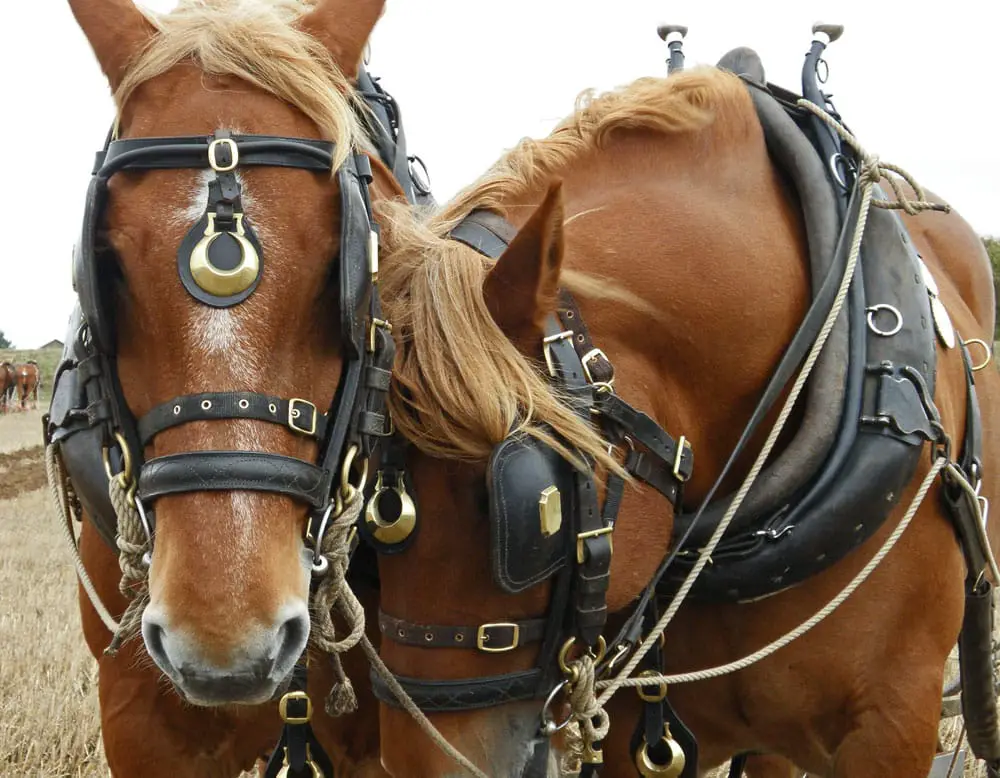 suffolk punches in harness