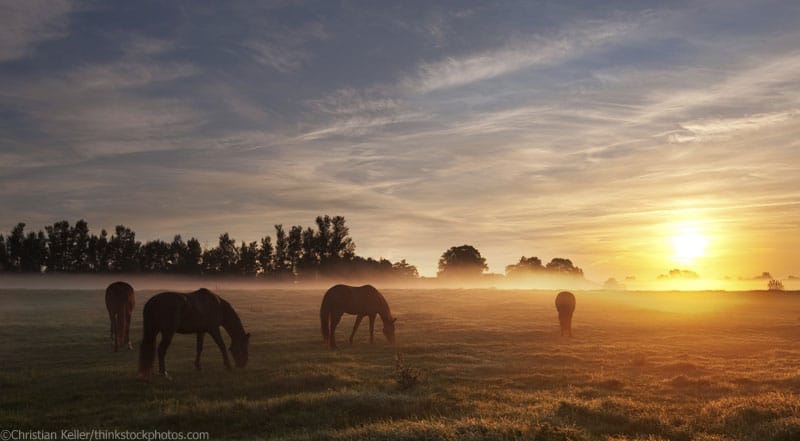 sunrise horses 800