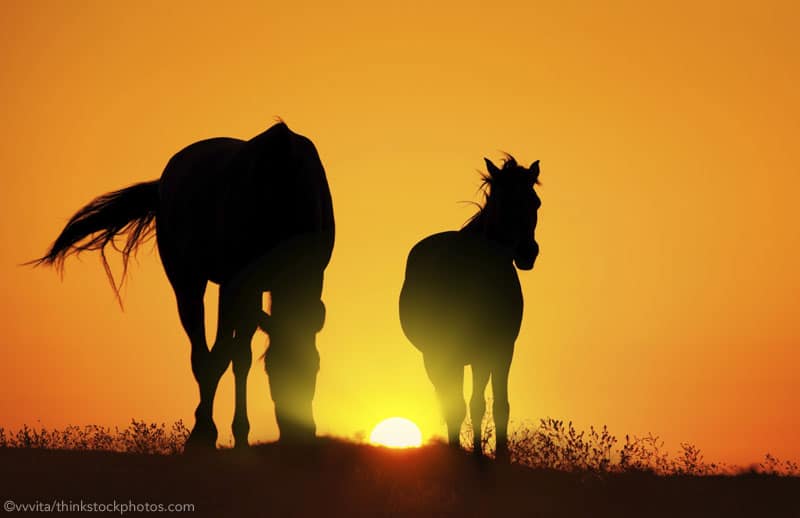 sunset horses 800