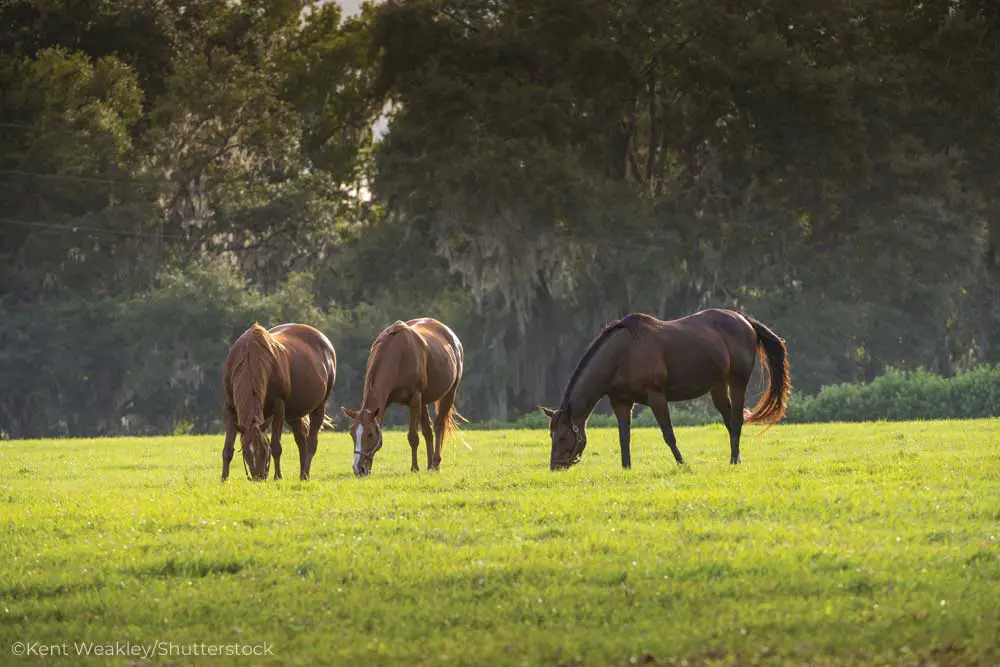 three horses pasture grazing ss