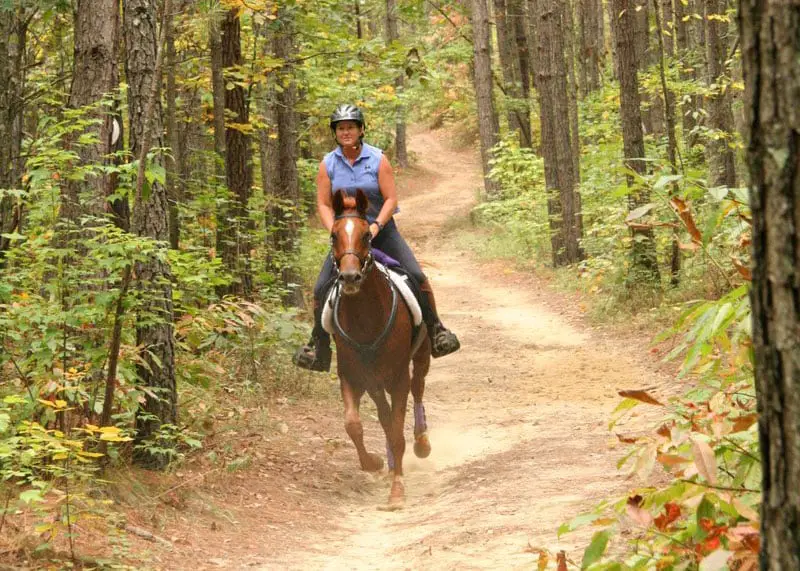 trail riding through woods 1000