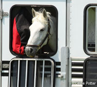 trailer white horse 200