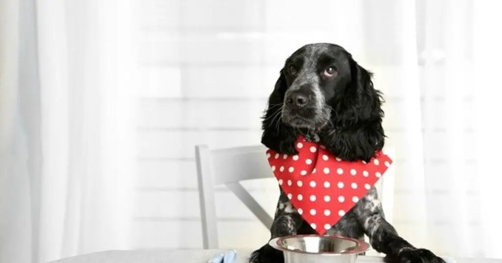 unique protein diets that benefit your dog s wellbeing