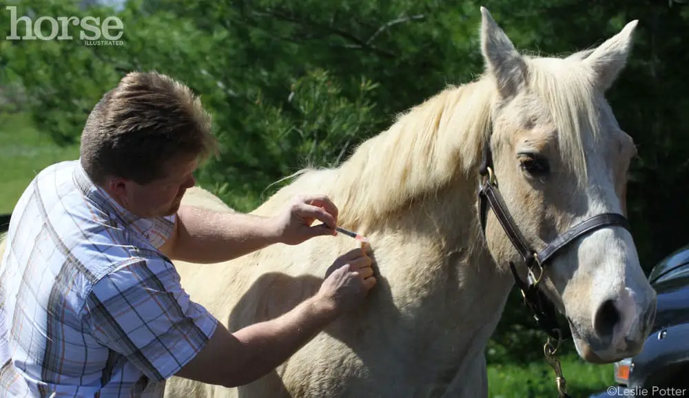 vaccinate horse 1000