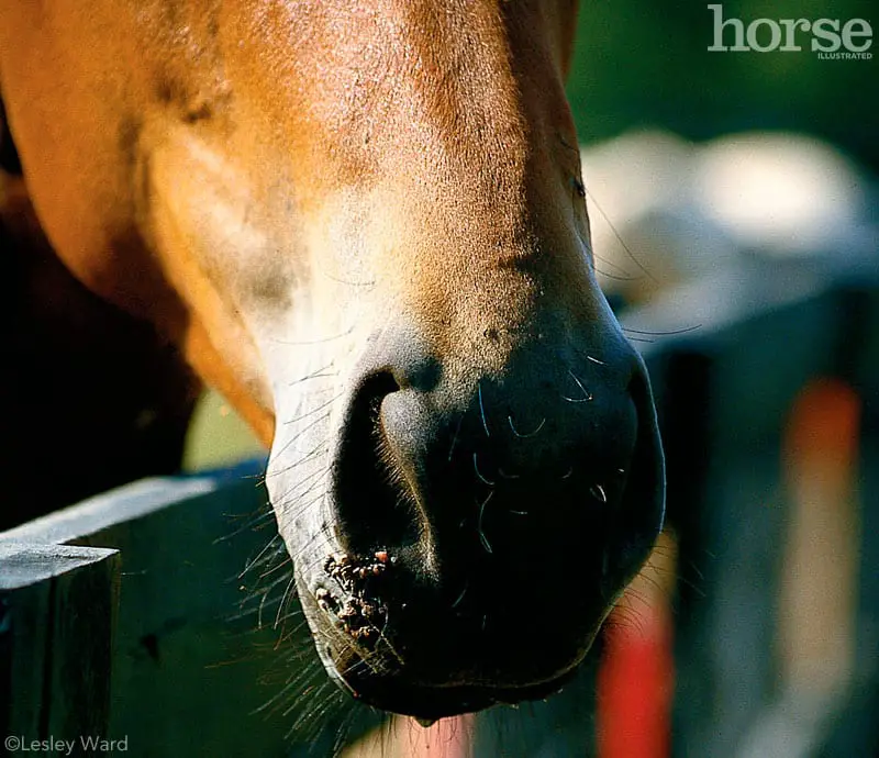 warts on horse nose