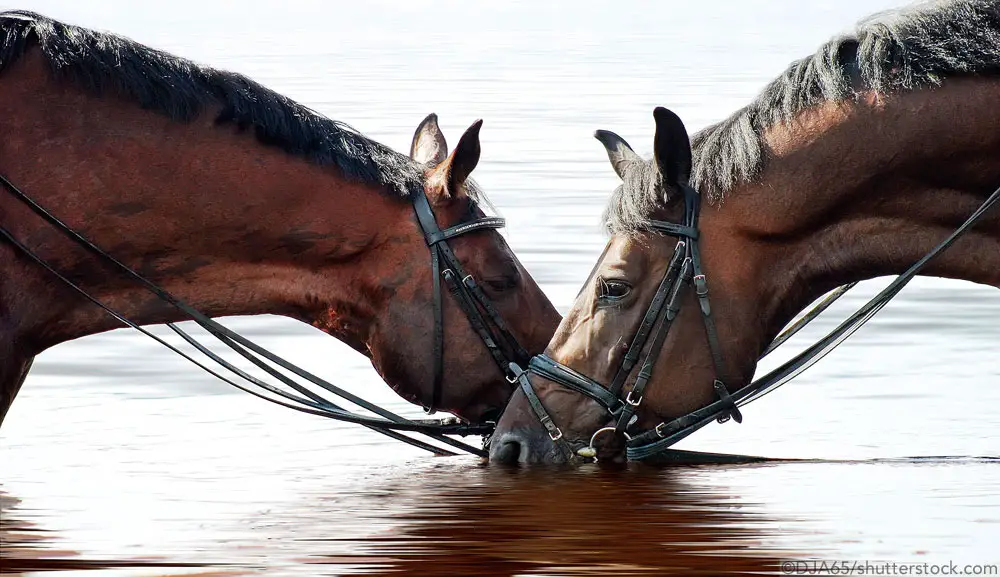 water horses in bridles 1000
