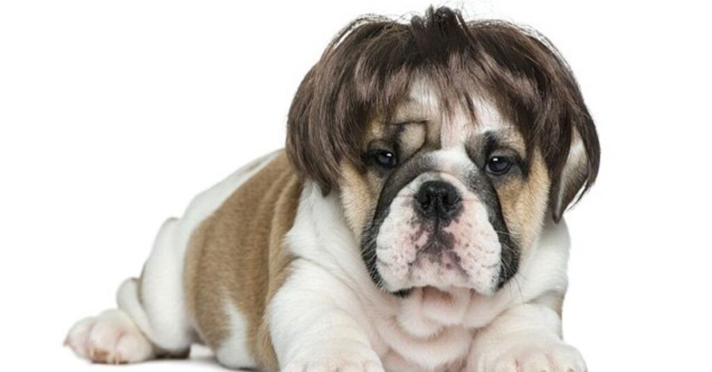 what causes hair loss in dogs
