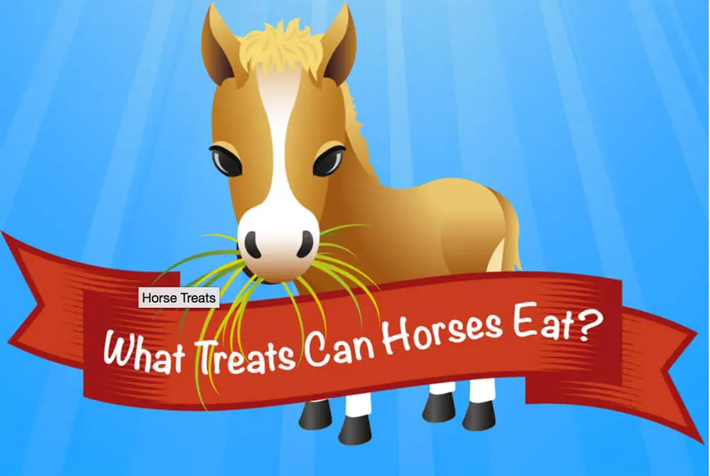 what treats can horses eat preview