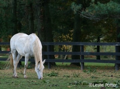 white horse graze