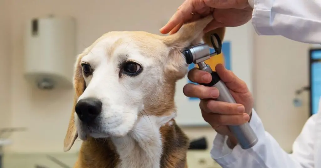 why do dogs get ear infections