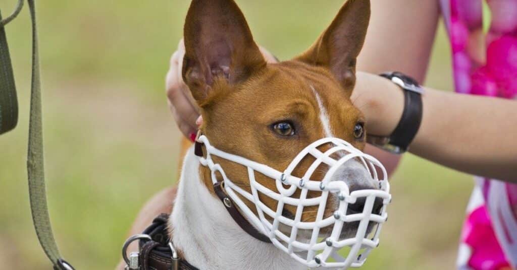 why your dog may need a muzzle