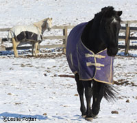 winter cold horse 200