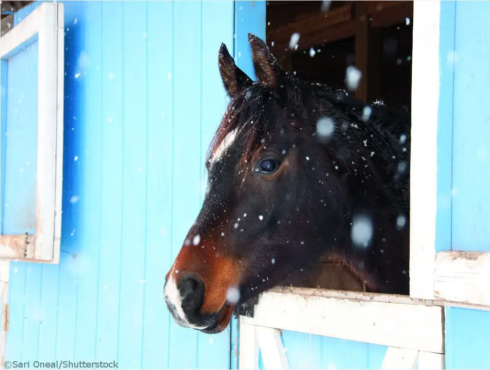 winter horse barn