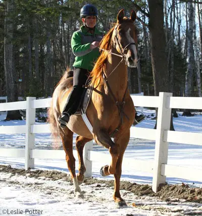 winter riding saddlebred