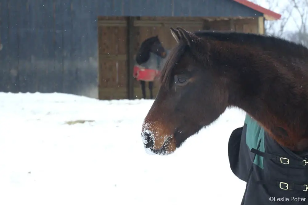 winterize your horse