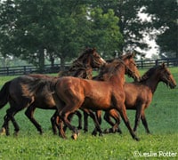 yearling colts 200