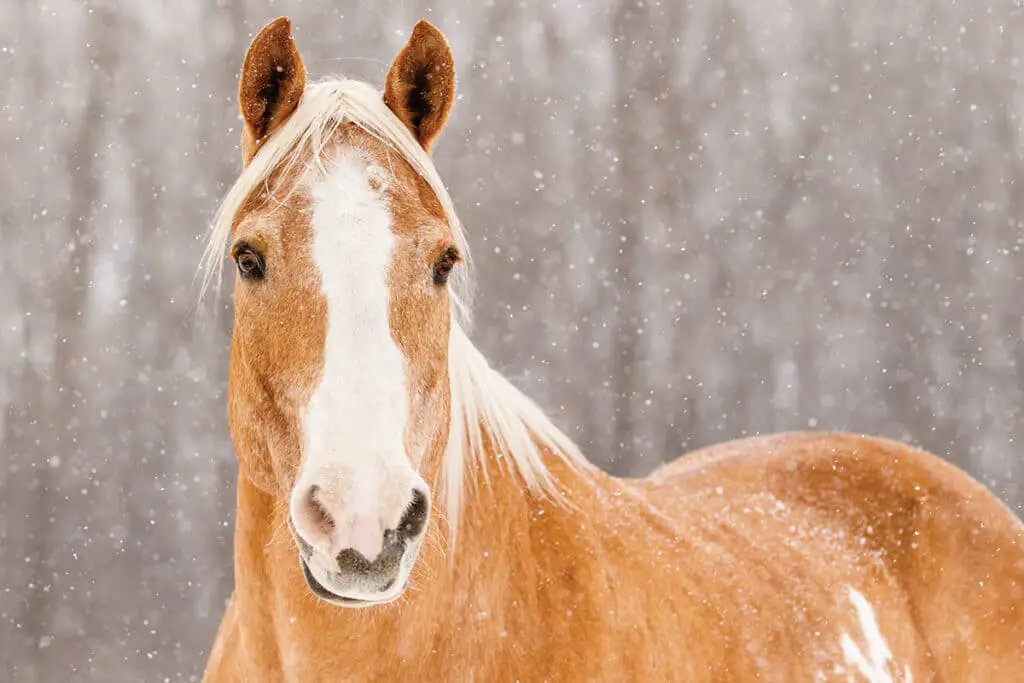 1 Winter Horse Care