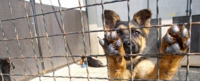 10 ways you can help shelter dogs 9632d7c8177932836e0c9fadff0000838b2d