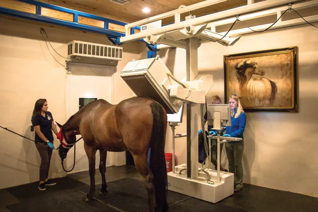 5 equine diagnostic imaging