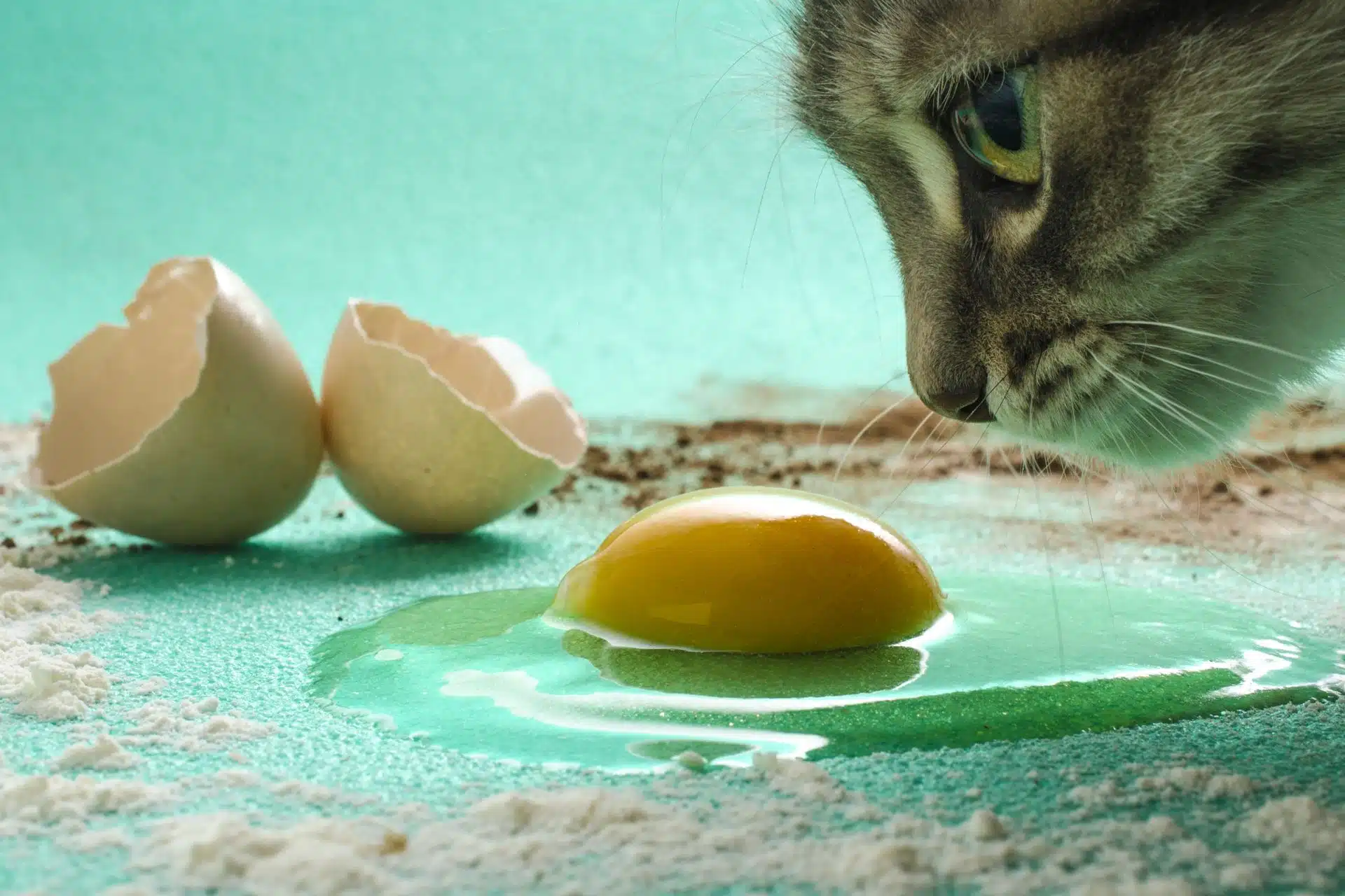 Peuton Donner Des Oeufs Aux Chats