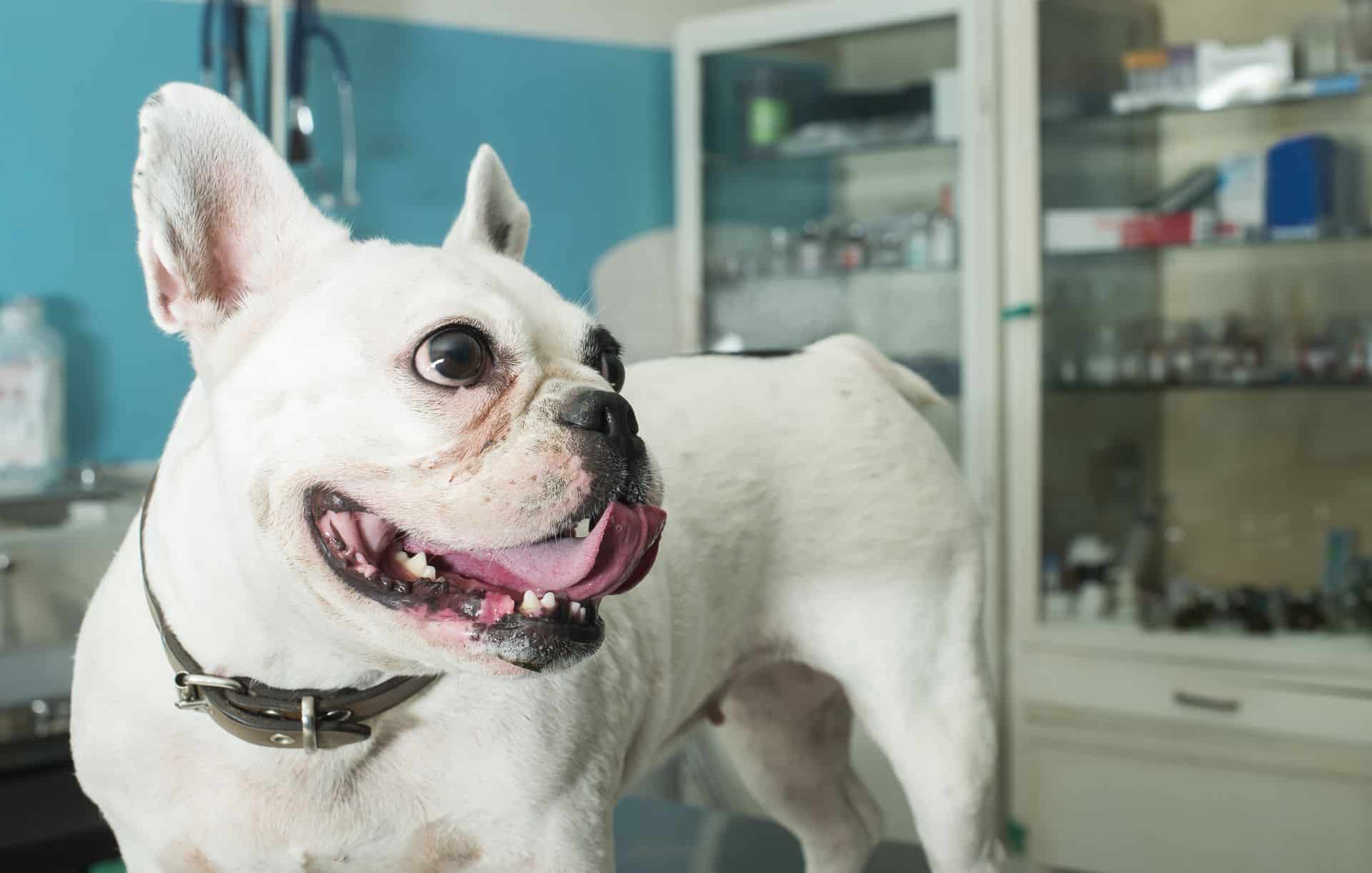 Stérilisation Et Castration Des Chiens Ce Que Vous Devez Savoir