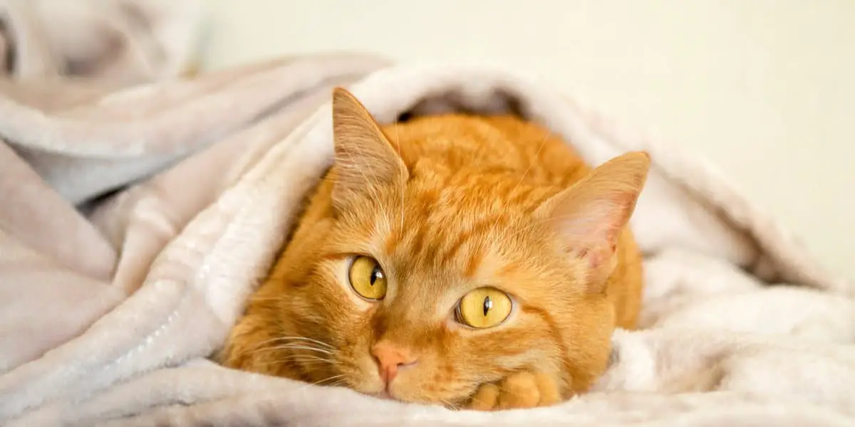 Tout Sur Les Chats Roux → Faits, Durée De Vie Et Intelligence