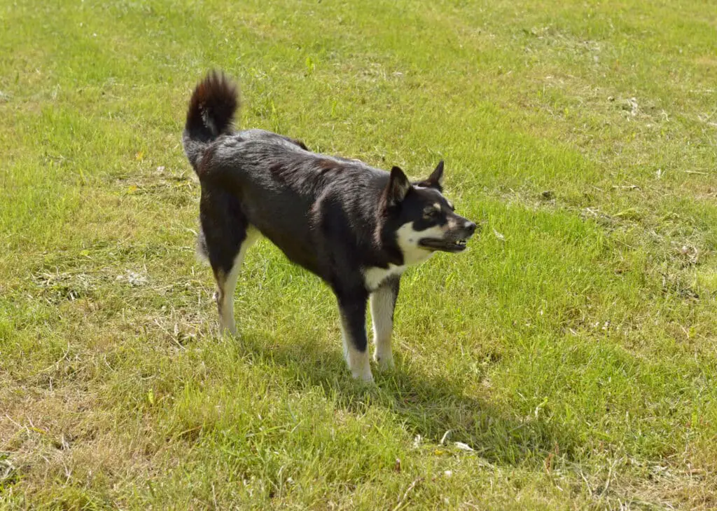 Lapplandischer Rentierhund