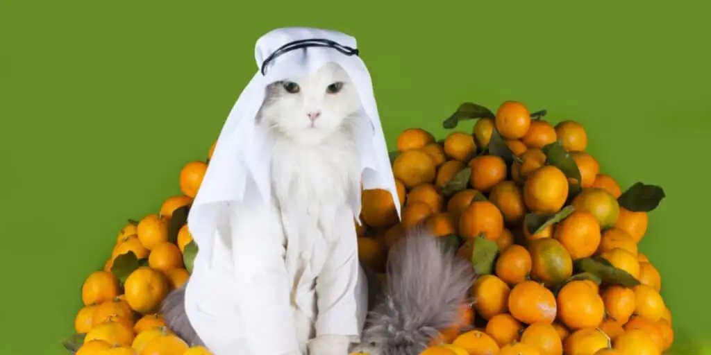 arabic cats compressed