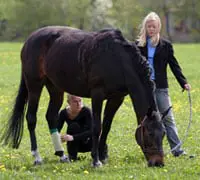 bandaging horse 200