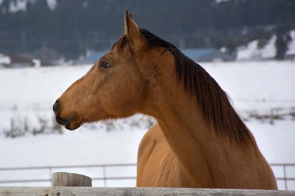 buckskin horse in winter