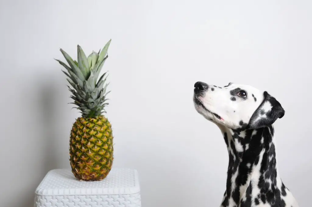 can dogs eat pineapples