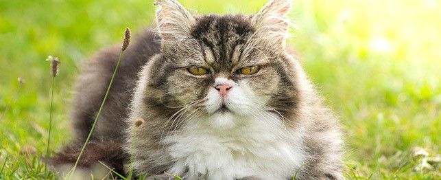 cat insurance for older cats large 1