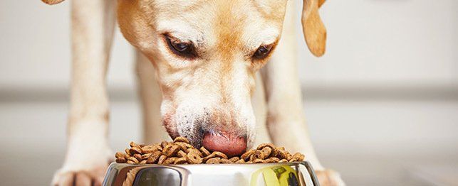dog nutrition requirements large 1