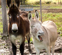donkeys 200 1