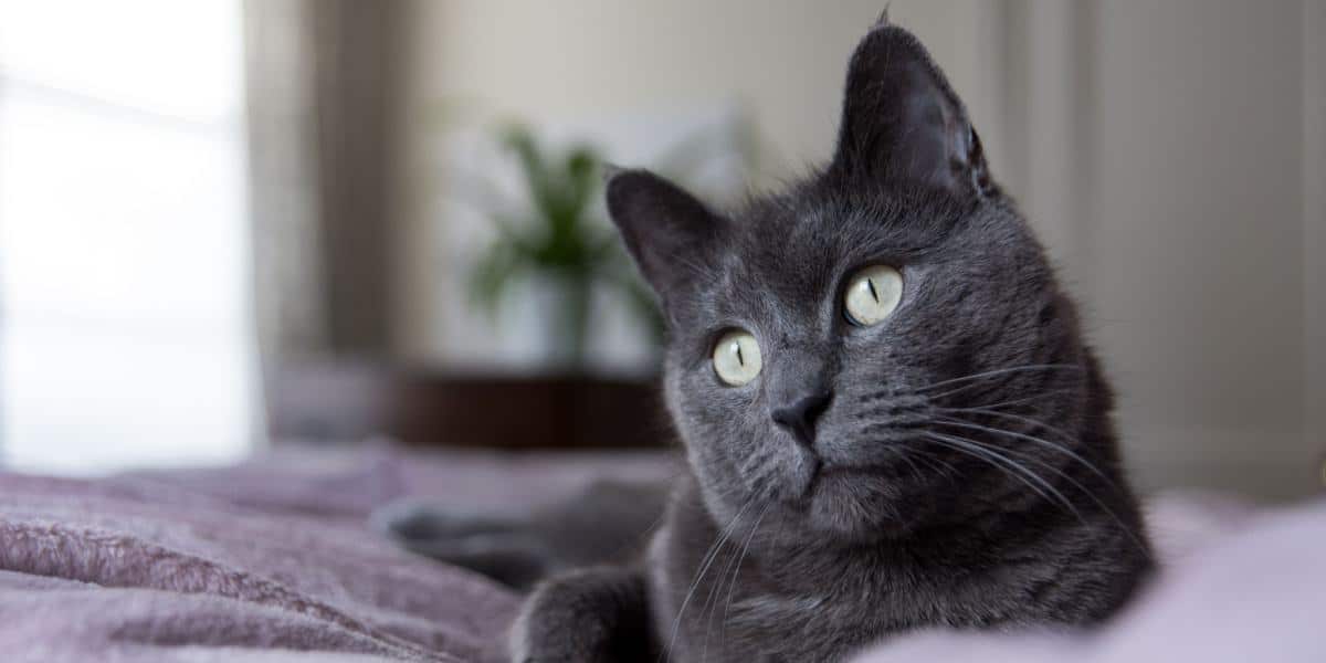 255 Meilleurs Noms De Chats Gris M les Et Femelles En 2023 Pet Yolo 255-meilleurs-noms-de-chats-gris-m-les-et-femelles-en-2023-pet-yolo