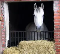hay horse stall 200