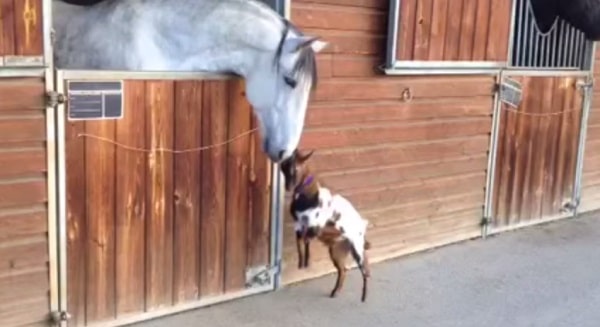 horse and goat say hello