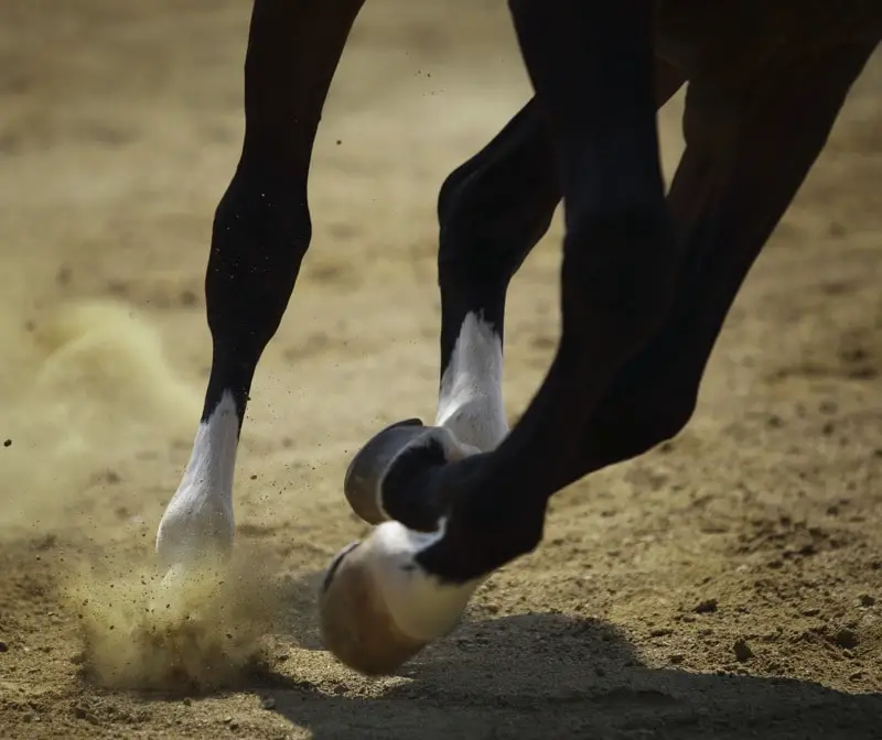 horses legs while running
