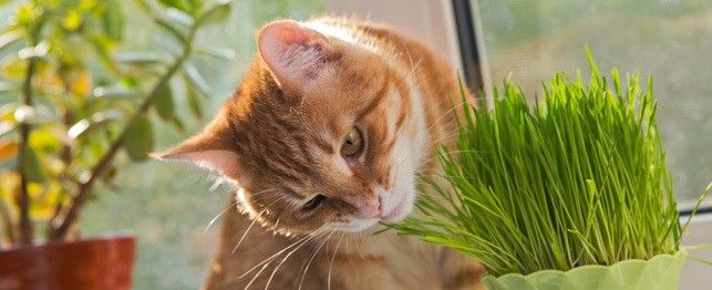 how to keep your cat eating plants rectangle