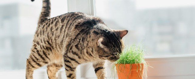 indoor plants that are safe for cats large