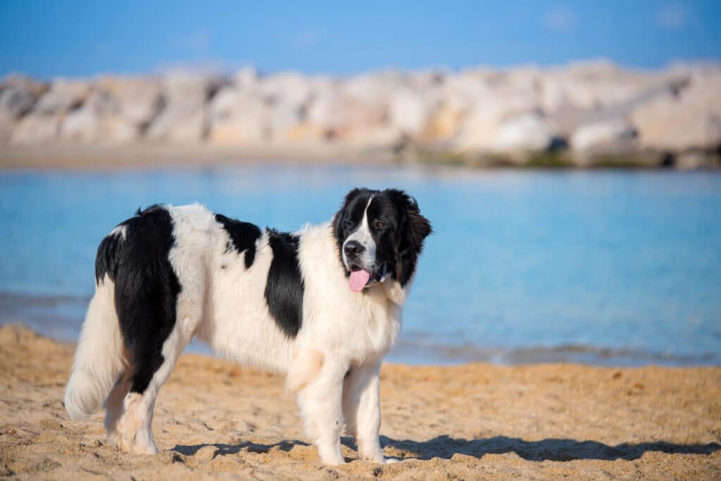 landseer hund am strand