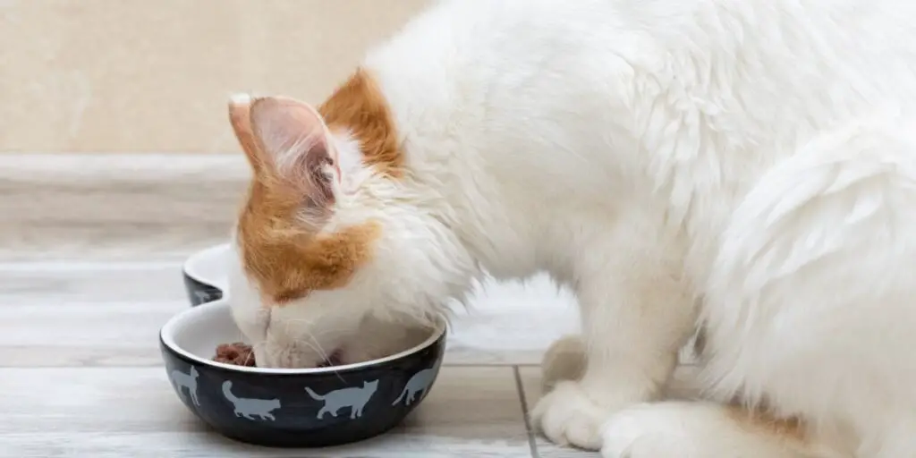 little kitten eats food from a bowl
