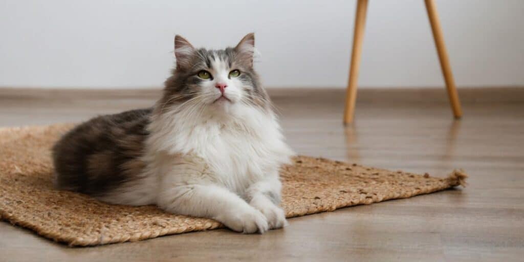 long haired cat compressed
