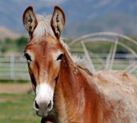 mule foal 200 2