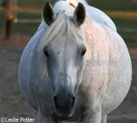 obese horse 200 3