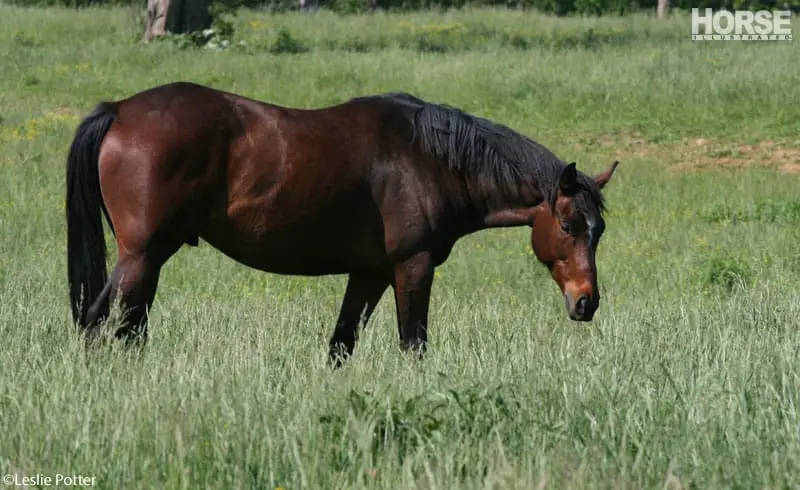 pasture bay horse 800