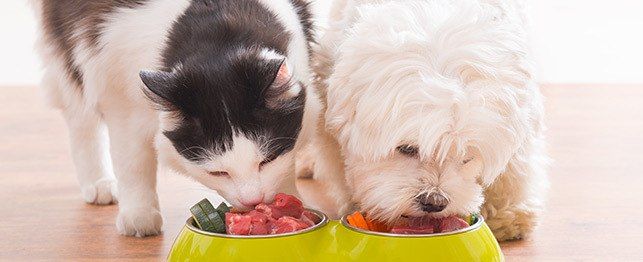 pet food trends large