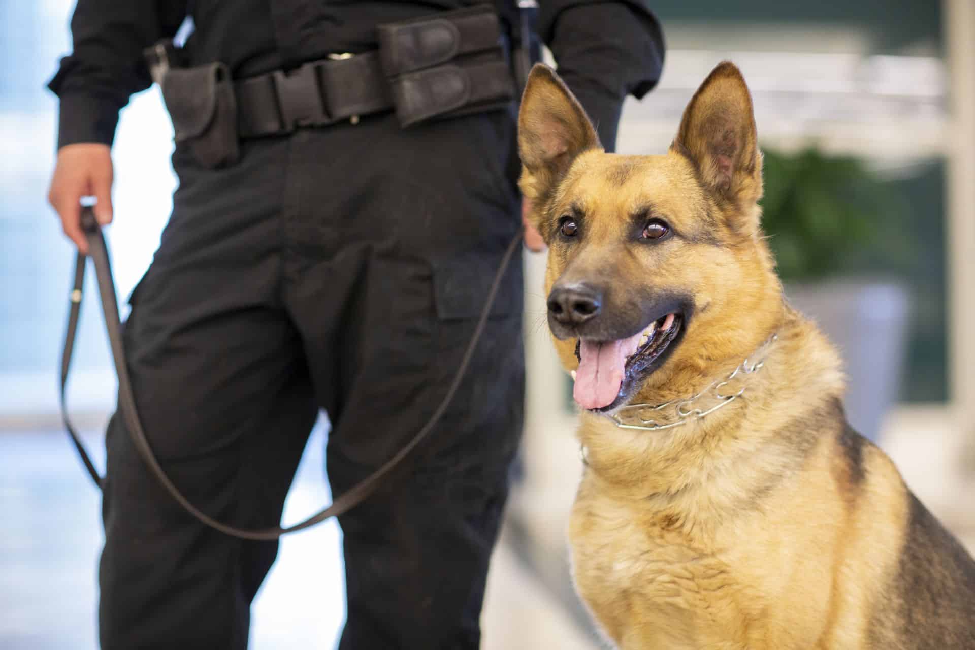 Un Aperçu De L'Entraînement Des Chiens De Police — free download