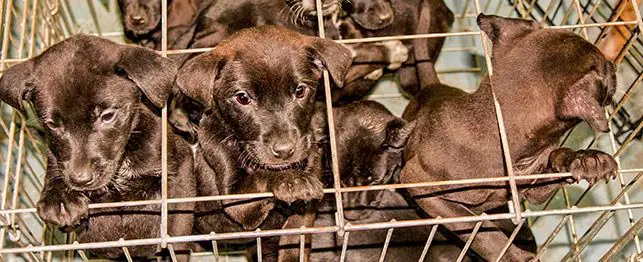 puppy mill bans large 1